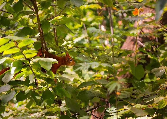 Cozy Forest Retreat Near Putten